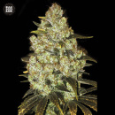 Bulk Seed Bank - Psychedelic Hanfsamen - feminisiert