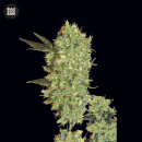 Bulk Seed Bank - Marleys Bud Hanfsamen - feminisiert
