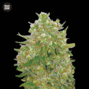 Bulk Seed Bank - Master Kush Grand Hanfsamen - feminisiert