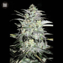 Bulk Seed Bank - Mazar Extra Hanfsamen - feminisiert