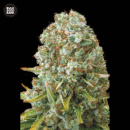 Bulk Seed Bank - Moby Big Hanfsamen - feminisiert