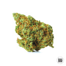 Bulk Seed Bank - Moby Big Hanfsamen - feminisiert