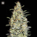 Bulk Seed Bank - News Haze Hanfsamen - feminisiert