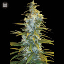 Bulk Seed Bank - Northern Light Hanfsamen - feminisiert