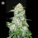 Bulk Seed Bank - OG Kush Hanfsamen - feminisiert