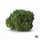 Bulk Seed Bank - OG Kush Hanfsamen - feminisiert