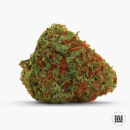 Bulk Seed Bank - Original Orange Bud Hanfsamen - 5 Stk...