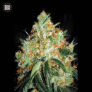 Bulk Seed Bank - Original Orange Bud Hanfsamen - 10 Stk...