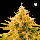 Bulk Seed Bank - Ananas Funk Hanfsamen - feminisiert