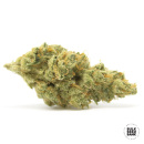 Bulk Seed Bank - Ananas Funk Hanfsamen - 5 Stk feminisiert