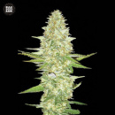 Bulk Seed Bank - Perfect Power Plant Hanfsamen - feminisiert