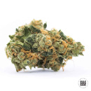 Bulk Seed Bank - Perfect Power Plant Hanfsamen - feminisiert