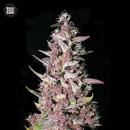 Bulk Seed Bank - Purple Glam Kush Hanfsamen - 5 Stk...