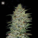 Bulk Seed Bank - Sensible Star Hanfsamen - feminisiert