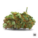 Bulk Seed Bank - Sensible Star Hanfsamen - feminisiert