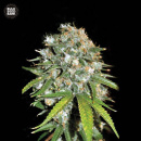 Bulk Seed Bank - Skunk #99 Hanfsamen - feminisiert