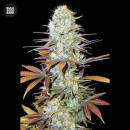 Bulk Seed Bank - Sunmango Hanfsamen - feminisiert