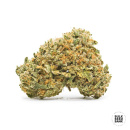 Bulk Seed Bank - Sunmango Hanfsamen - feminisiert