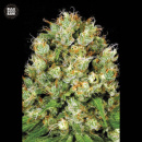 Bulk Seed Bank - Sour Diesel Hanfsamen - feminisiert