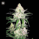 Bulk Seed Bank - Special Lime Haze Hanfsamen - feminisiert