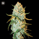 Bulk Seed Bank - Special Crystal Haze Hanfsamen -...