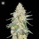 Bulk Seed Bank - Special Skunk Hanfsamen - feminisiert