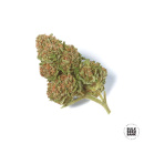 Bulk Seed Bank - Special Skunk Hanfsamen - feminisiert