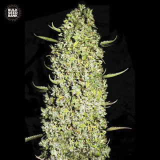 Bulk Seed Bank - The Unlimited