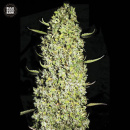Bulk Seed Bank - The Unlimited Hanfsamen - feminisiert