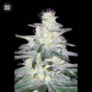 Bulk Seed Bank - Locomotive Hanfsamen - feminisiert