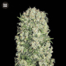 Bulk Seed Bank - White Prussian Hanfsamen - feminisiert