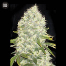 Bulk Seed Bank - White Widow Hanfsamen - feminisiert