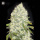 Bulk Seed Bank - White Widow Hanfsamen - feminisiert