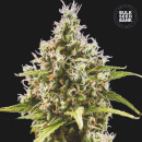 Bulk Seed Bank - Auto Amnesia Haze Hanfsamen -...