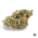Bulk Seed Bank - Auto Amnesia Haze Hanfsamen - 10 Stk...