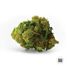 Bulk Seed Bank - Auto Bigger Bud Hanfsamen - 10 Stk...