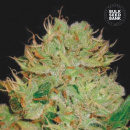 Bulk Seed Bank - Auto Bigger Bud Hanfsamen - 5 Stk...
