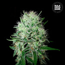 Bulk Seed Bank - Auto Devils Kiss Hanfsamen -...