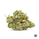 Bulk Seed Bank - Auto Devils Kiss Hanfsamen -...