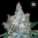 Bulk Seed Bank - Auto Blueberry Berry Hanfsamen -...