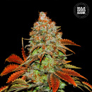 Bulk Seed Bank - Auto Bubblegum Extra Hanfsamen - 10 Stk...