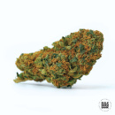 Bulk Seed Bank - Auto Bubblegum Extra Hanfsamen - 5 Stk...