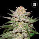 Bulk Seed Bank - Auto Caramel King Hanfsamen -...