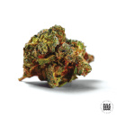 Bulk Seed Bank - Auto Caramel King Hanfsamen -...