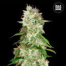 Bulk Seed Bank - Auto Cheese Hanfsamen - auto-feminisiert