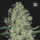Bulk Seed Bank - Auto Chronical Hanfsamen - auto-feminisiert