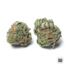 Bulk Seed Bank - Auto Chronical Hanfsamen - auto-feminisiert