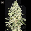 Bulk Seed Bank - Auto Critical Hanfsamen - auto-feminisiert