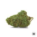 Bulk Seed Bank - Auto Critical Hanfsamen - auto-feminisiert