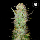 Bulk Seed Bank - Auto Dubai Poison Hanfsamen -...
